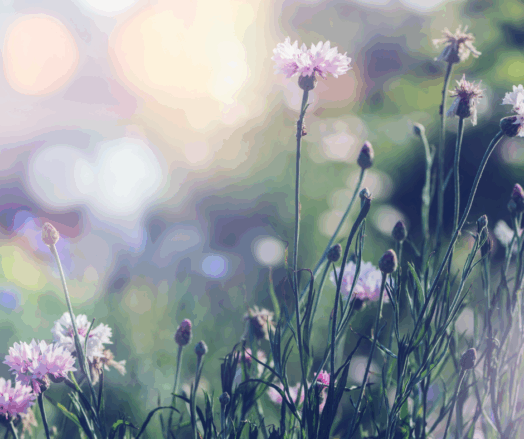 Vilda blommor blommar i en solig äng med mjukt ljus i bakgrunden.